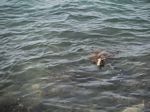 Spencer Beach Park - Sea Turtle
